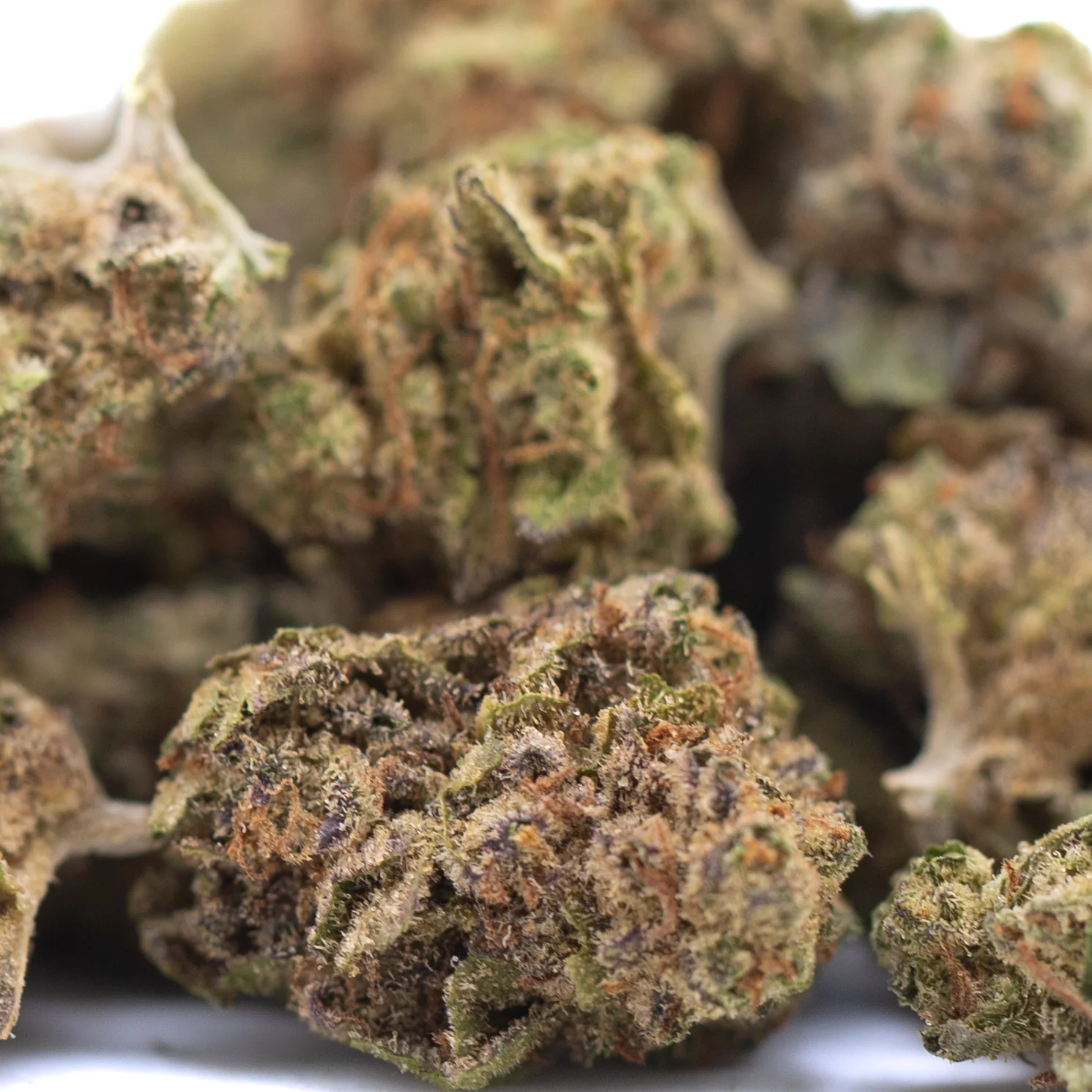 Studio 54 THCa hemp flower hybrid buds