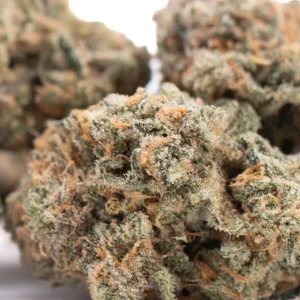 Alaskan Huckleberry Diesel Indoor THCa flower hybrid buds with olive green and purple undertones