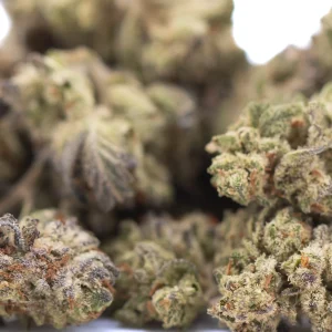 Dough Boy THCa hemp flower greenhouse small buds with frosty trichomes and bright green tones