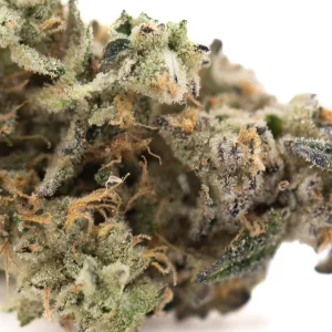 Fornicate Indoor THCa flower hybrid buds with purple and green coloration offered