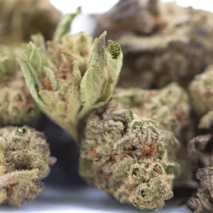 GAS THCa hemp flower greenhouse small buds with frosty trichomes and orange pistils