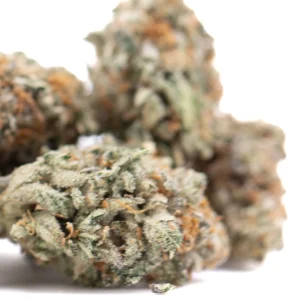 Kali Snapple sativa THCa hemp flower with frosty trichomes and bright orange pistils