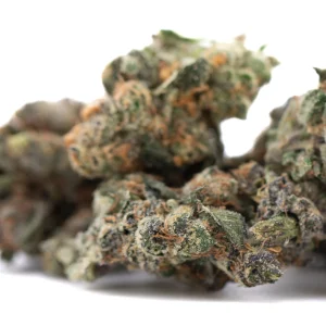 Purple Daquri indoor THCa flower wholesale dense frosty buds with purple hues and bright orange pistils
