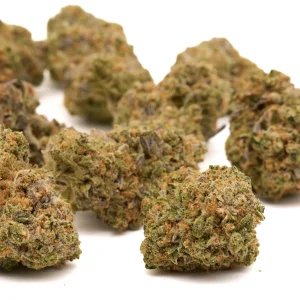 Sherbacio indoor THCa flower dense frosty buds with green and purple hues and bright orange pistils