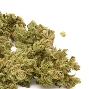 Vanilla Frosting THCa hemp flower dense frosty buds with light green tones and bright orange pistils