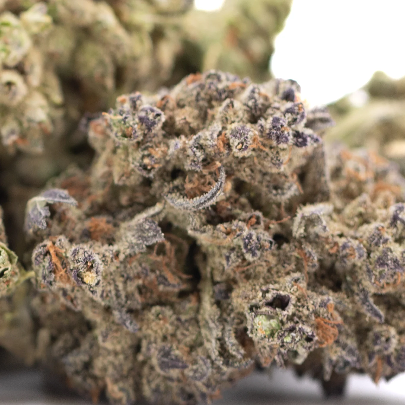 banjerine-thca-flower-full-term-dense-trichome-rich-citrus-buds