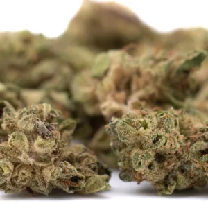 bulk-sour-chem-cbd-flower-smalls-full-term-wholesale-gassy-citrus-buds